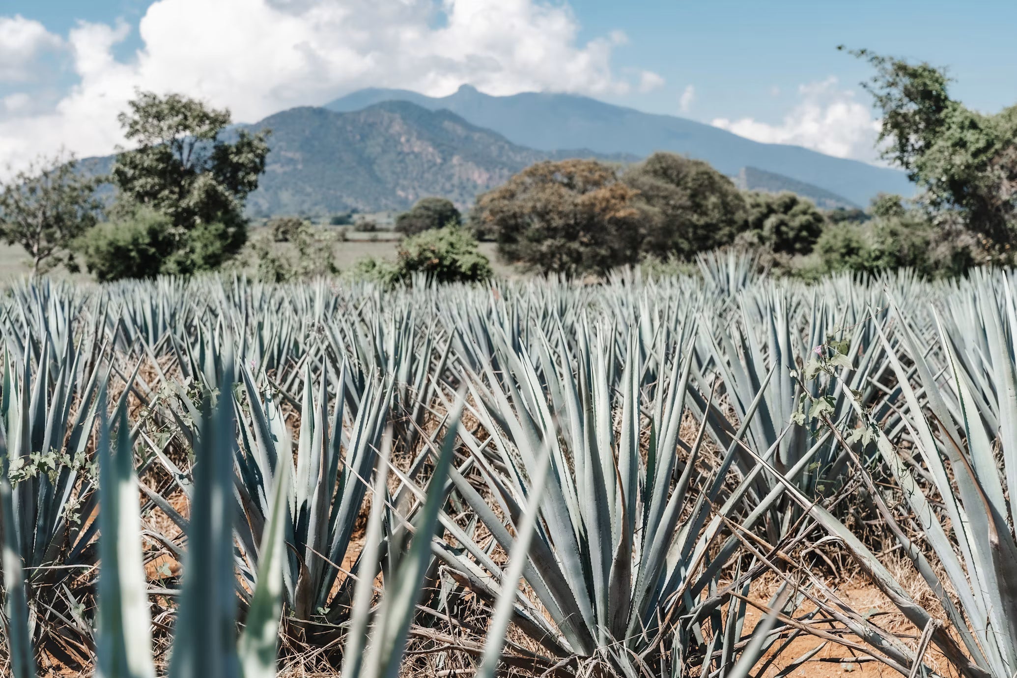 Sip with intention: 7 tequilas made with more in mind