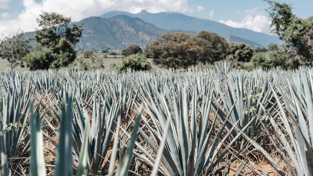Sip with intention: 7 tequilas made with more in mind